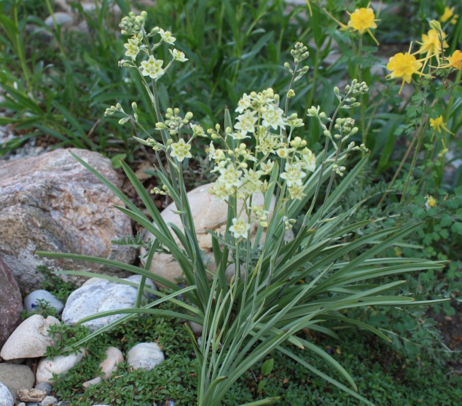 Зигаденус Элеганс