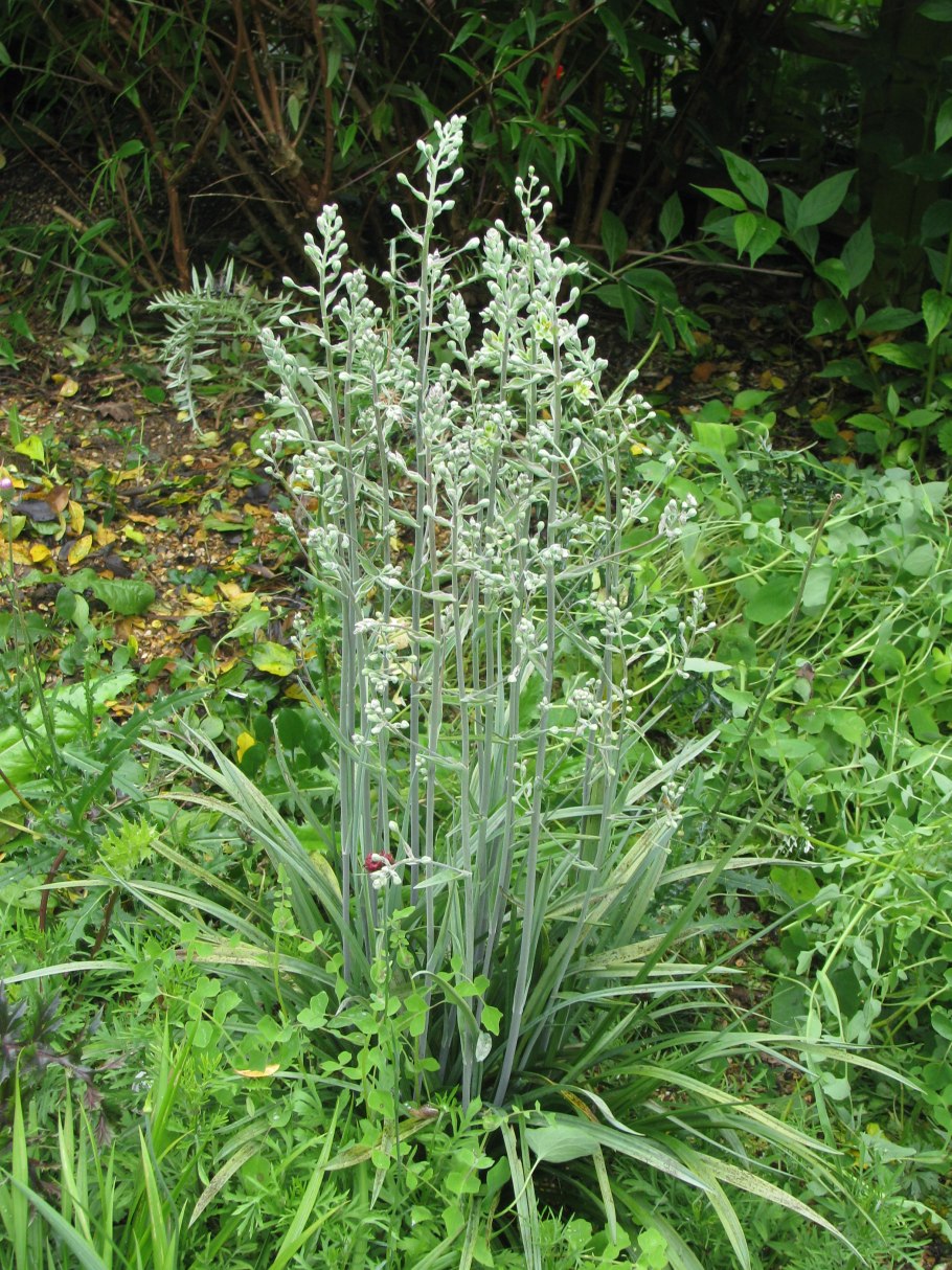 Антиклея Нутталля