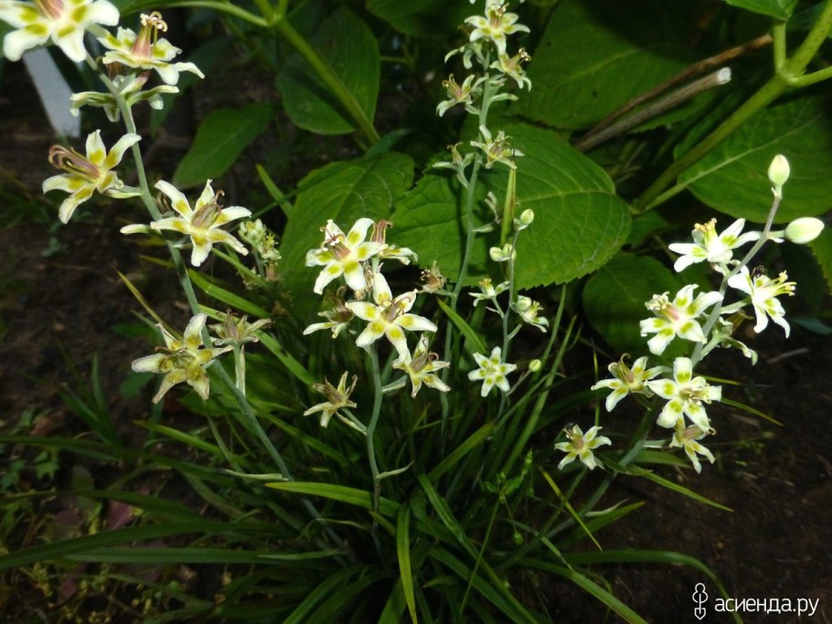 Антиклея Нутталля