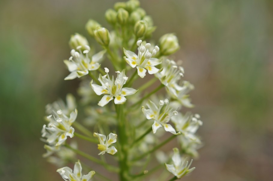 Зигаденус Сибирский