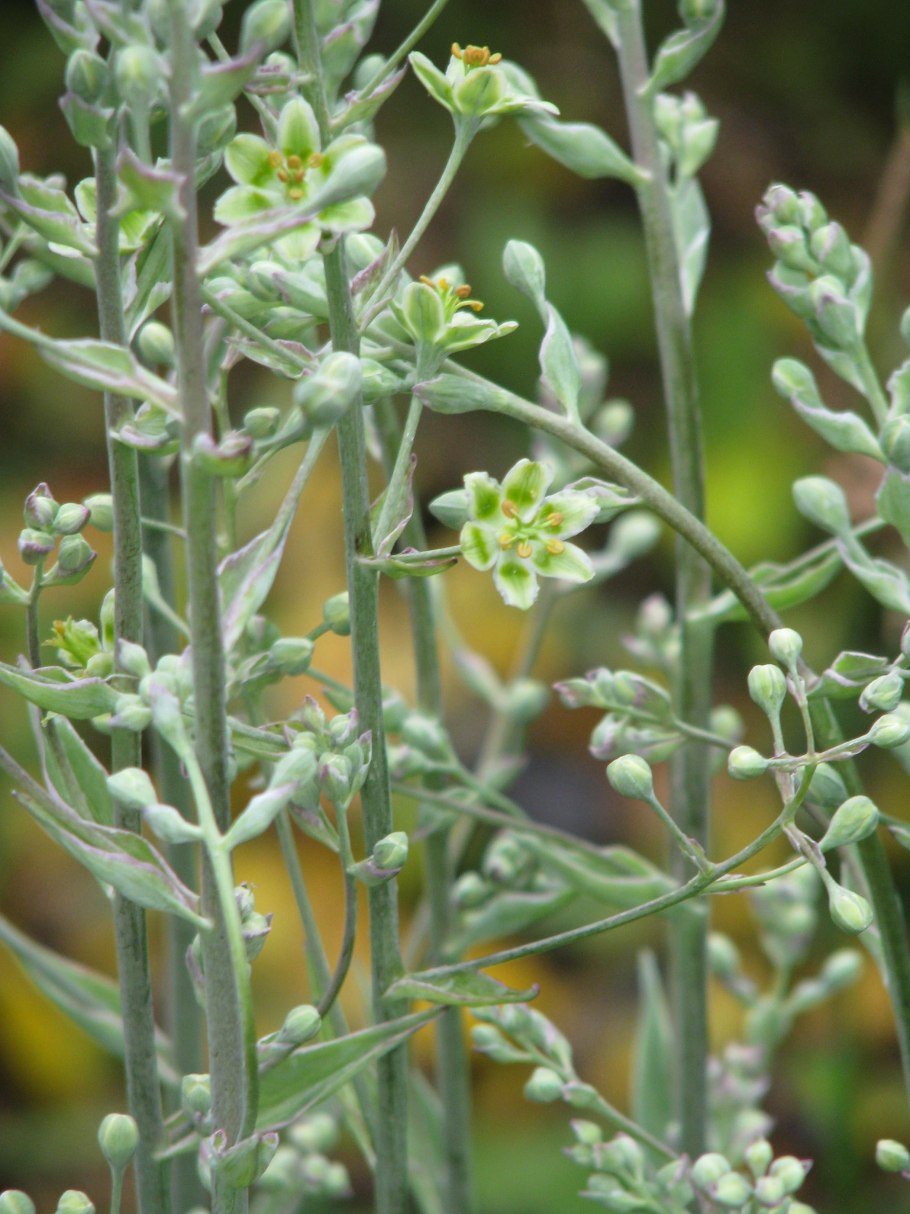 Death comes Plant info: Tips for identifying Death camas Plants