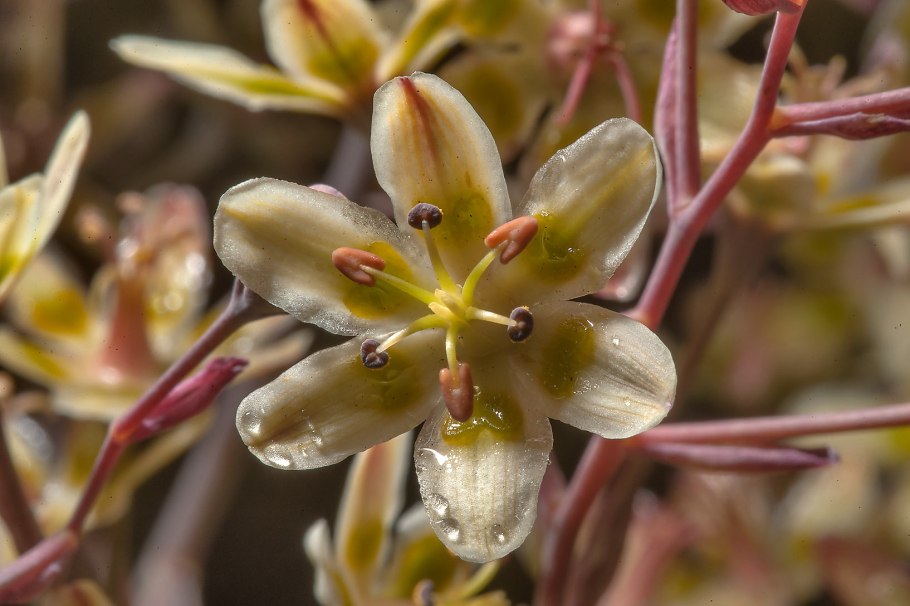 Зигаденус Нутталля