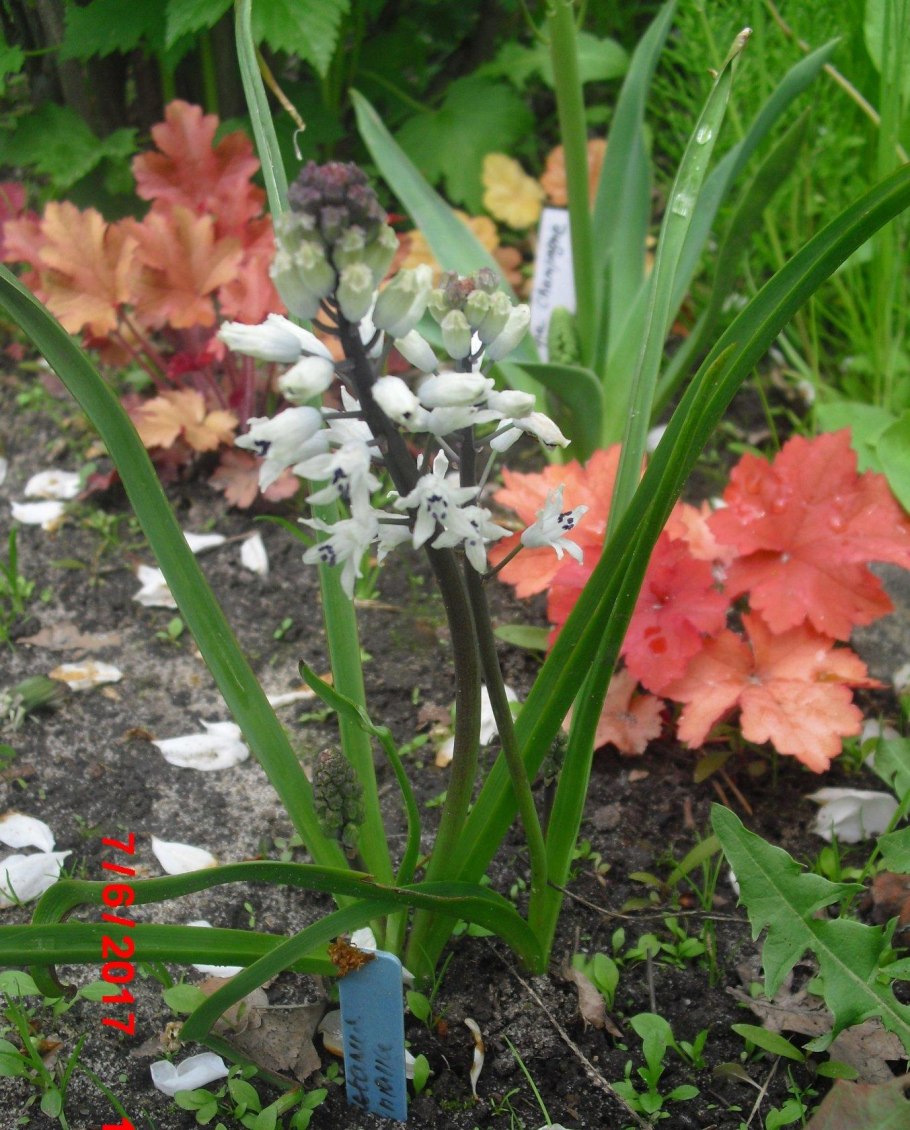 Пушкиния ливанская альба