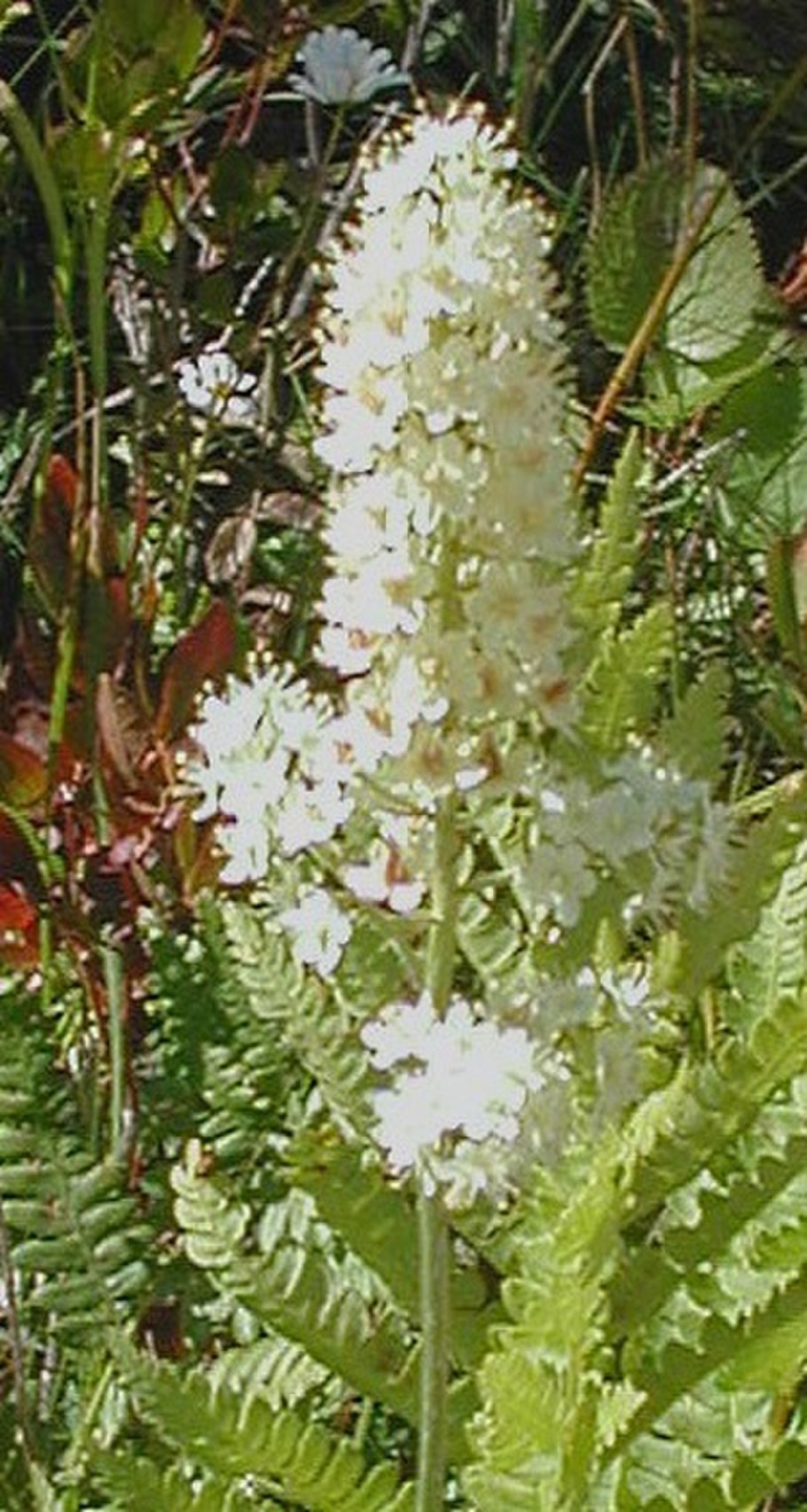 Stenanthium sachalinense