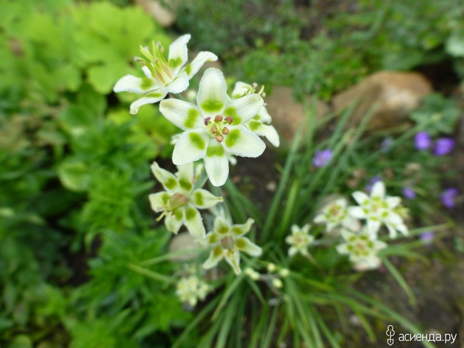 Зигаденус Нутталля