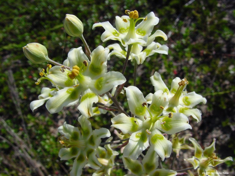 Зигаденус Сибирский