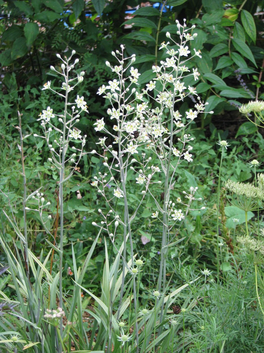 Зигаденус ядовитый