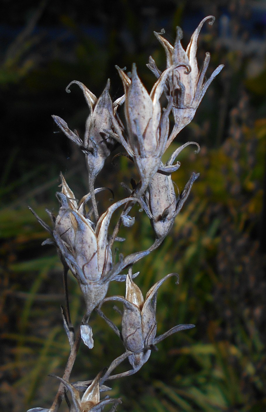 Зигаденус цветёт обои на экран