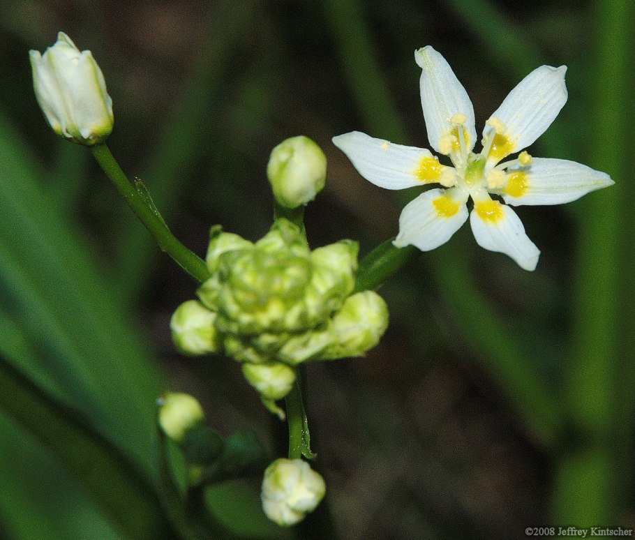 Растение Зигаденус