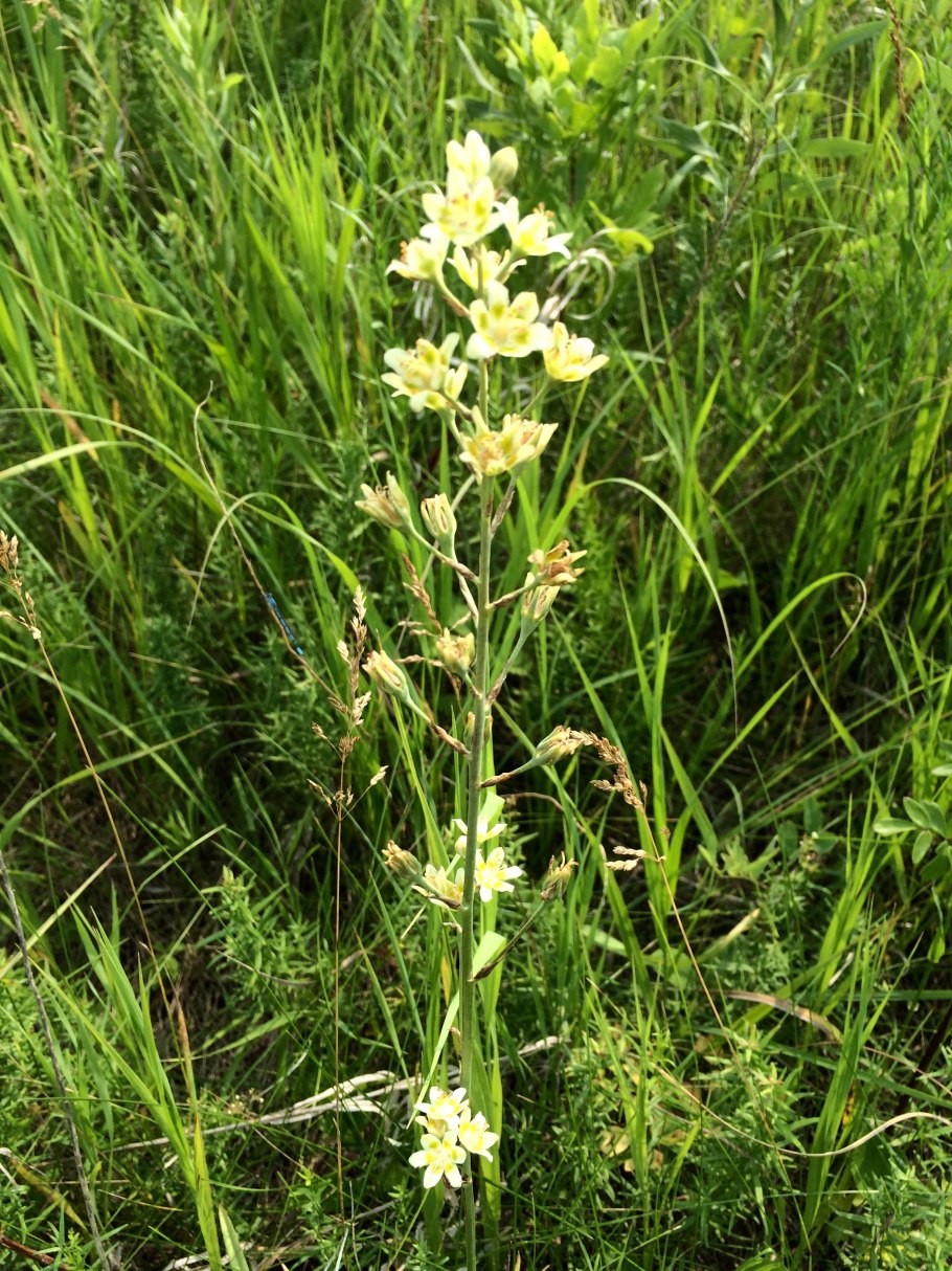 СТЕНАНТИУМ Сахалинский