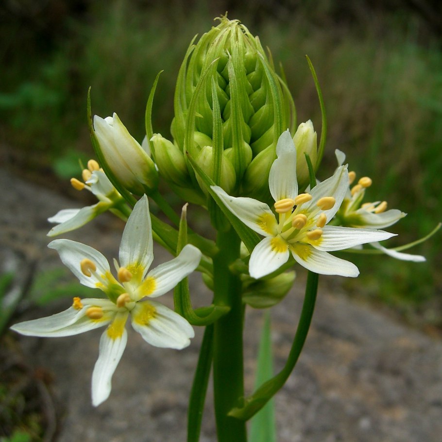 Род Зигаденус