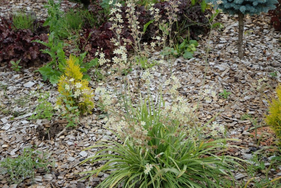 Зигаденус ядовитый