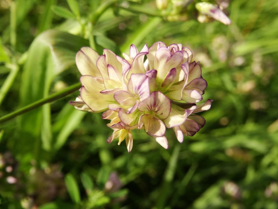 Люцерна желтогибридная