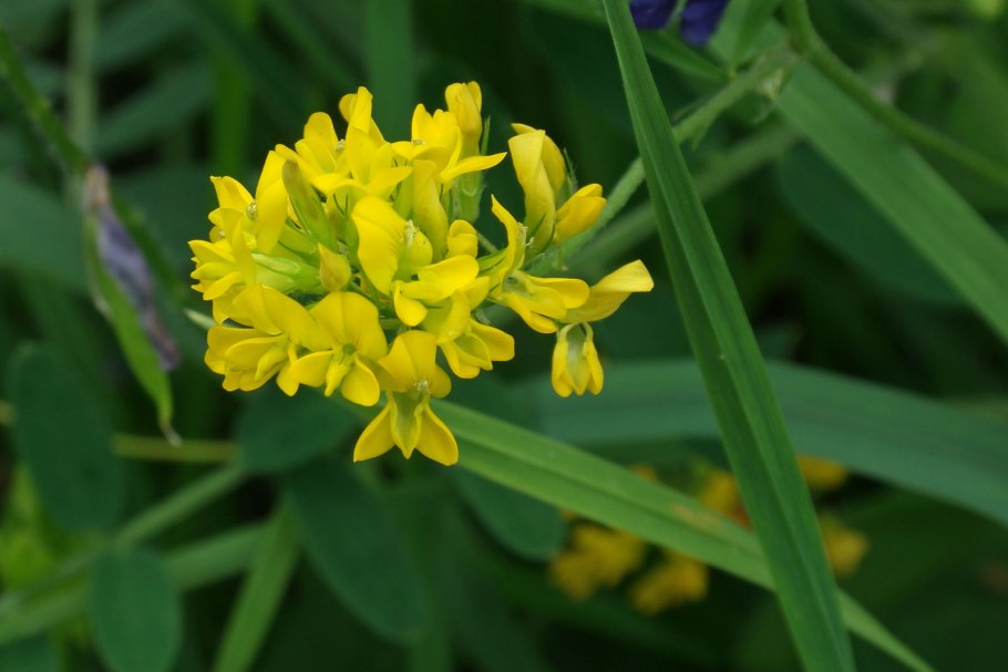 Medicago falcata плод
