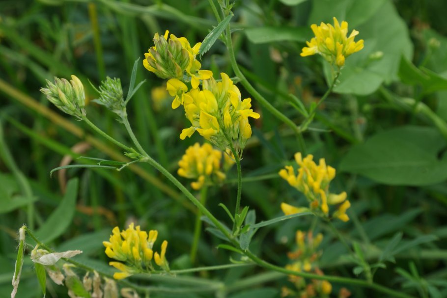 Люцерна серповидная