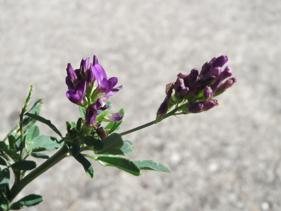 Люцерна medicago sativa
