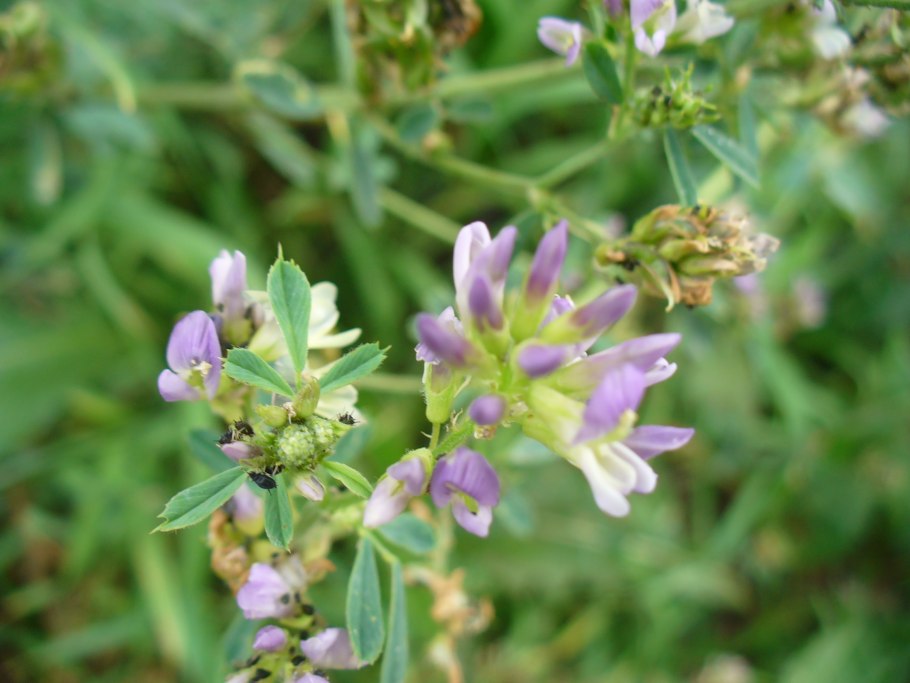 Люцерна бобовые