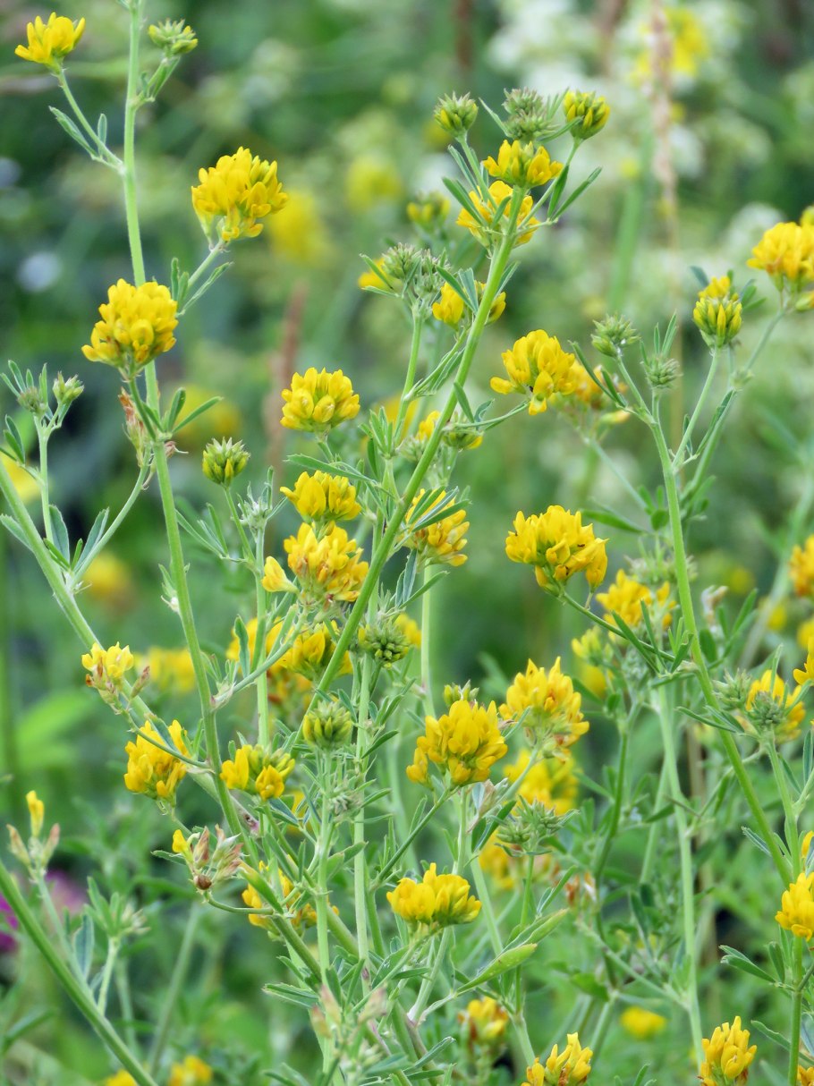 Люцерна хмелевидная