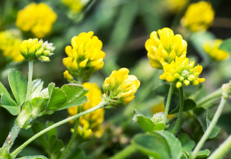 Люцерна хмелевая (хмелевидная)