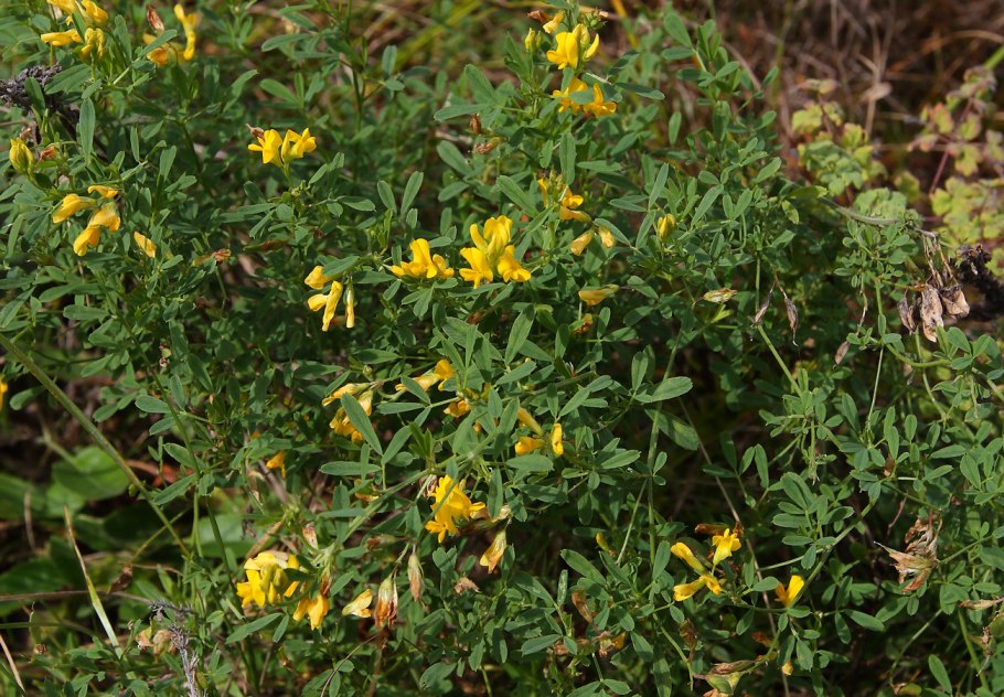 Люцерна пестрая