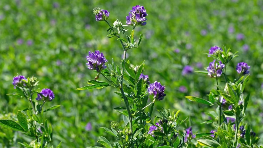 Трава люцерна для животных