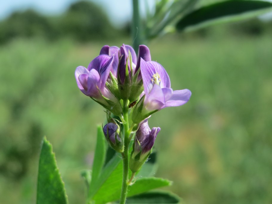 Люцерна синегибридная
