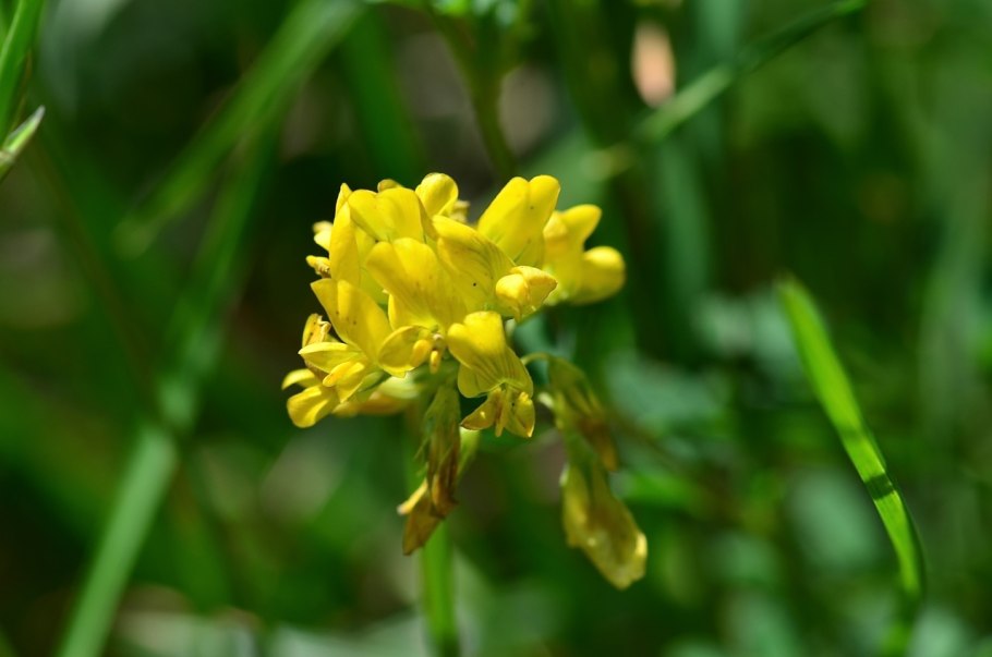 Люцерна румынская (medicago romanica)