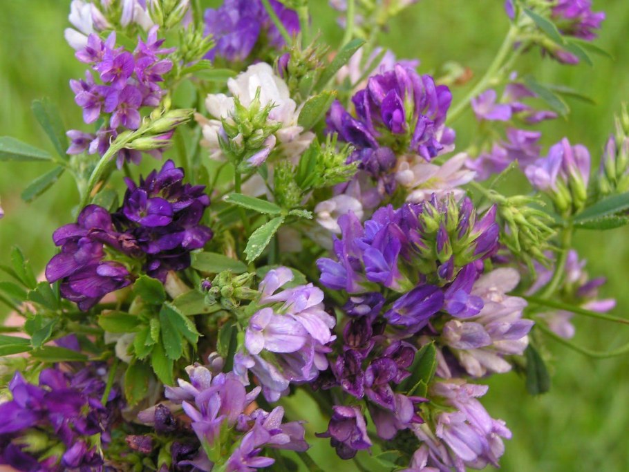 Люцерна посевная