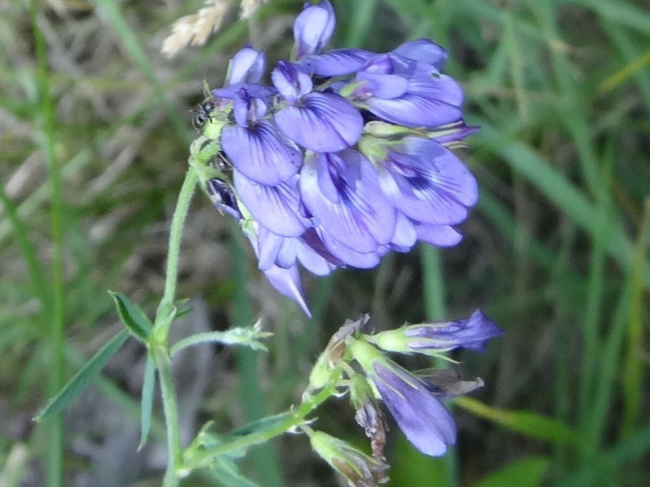 Люцерна синяя