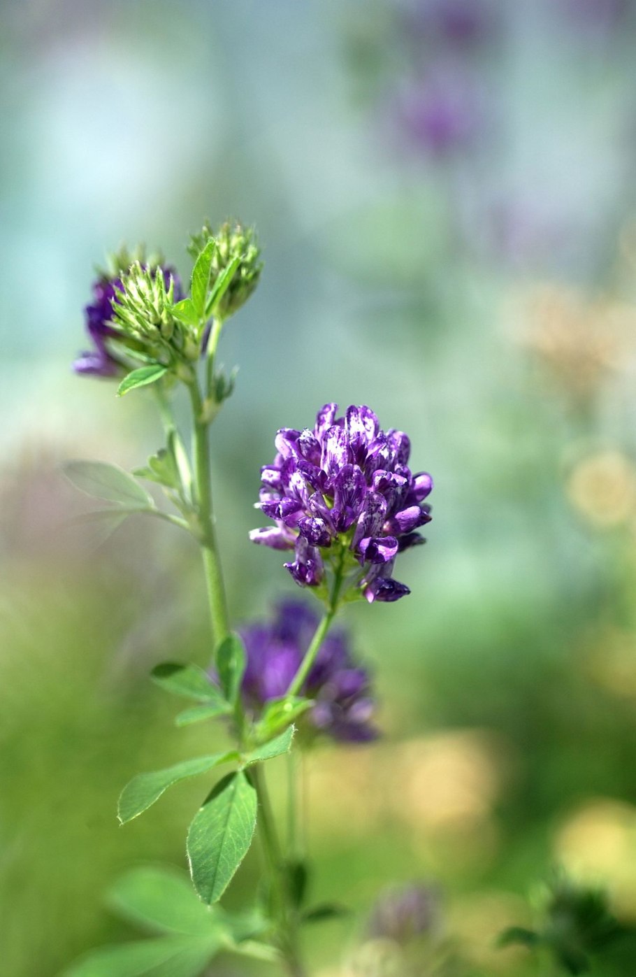 Люцерна посевная Medicágo Satíva