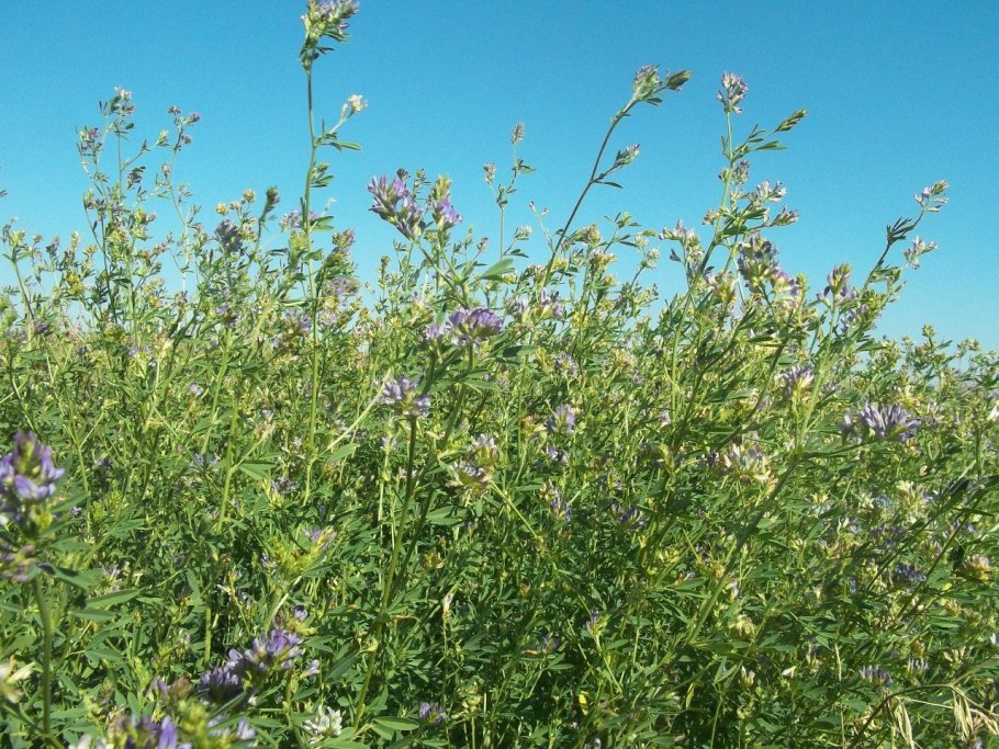 Люцерна ползучая