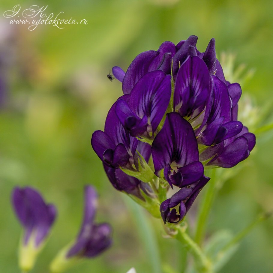 Люцерна Траутфеттера