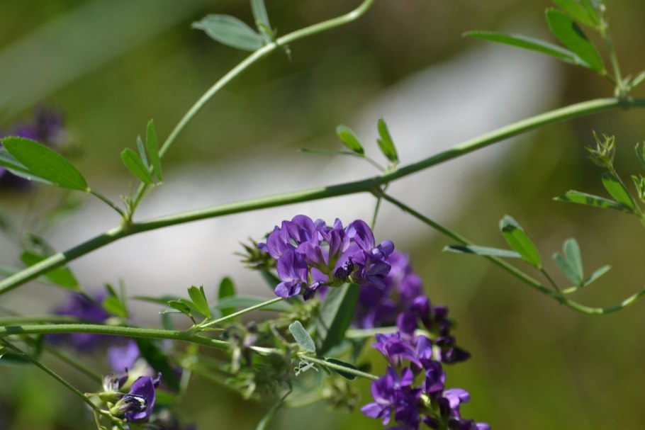 Люцерна хмелевидная