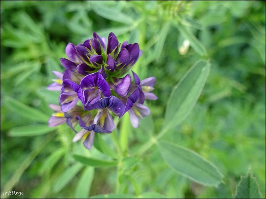 Люцерна румынская