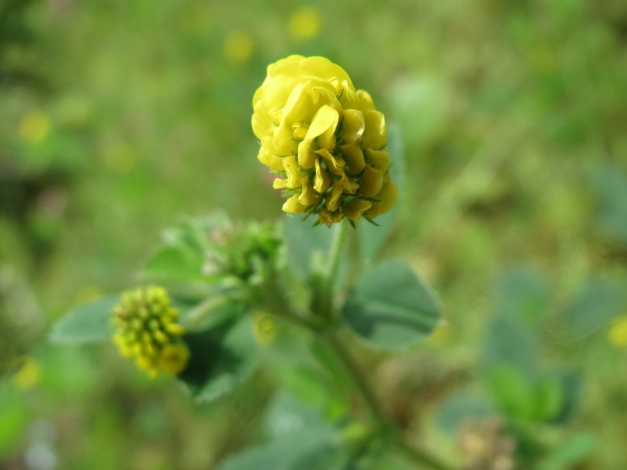 Люцерна цветок