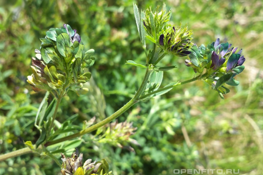 Люцерна растение