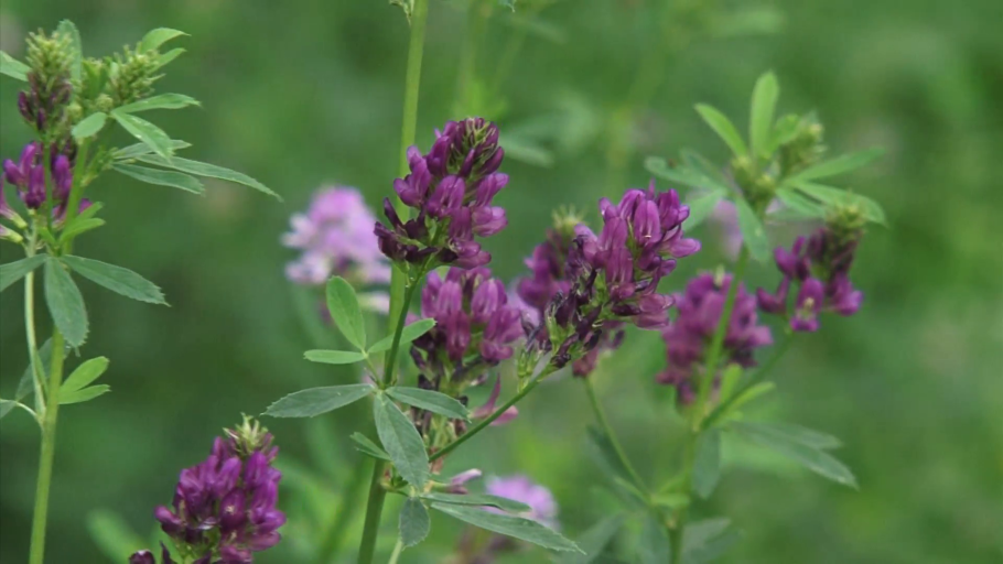 Люцерна посевная
