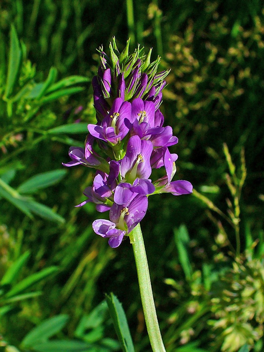 Люцерна плоскоплодная