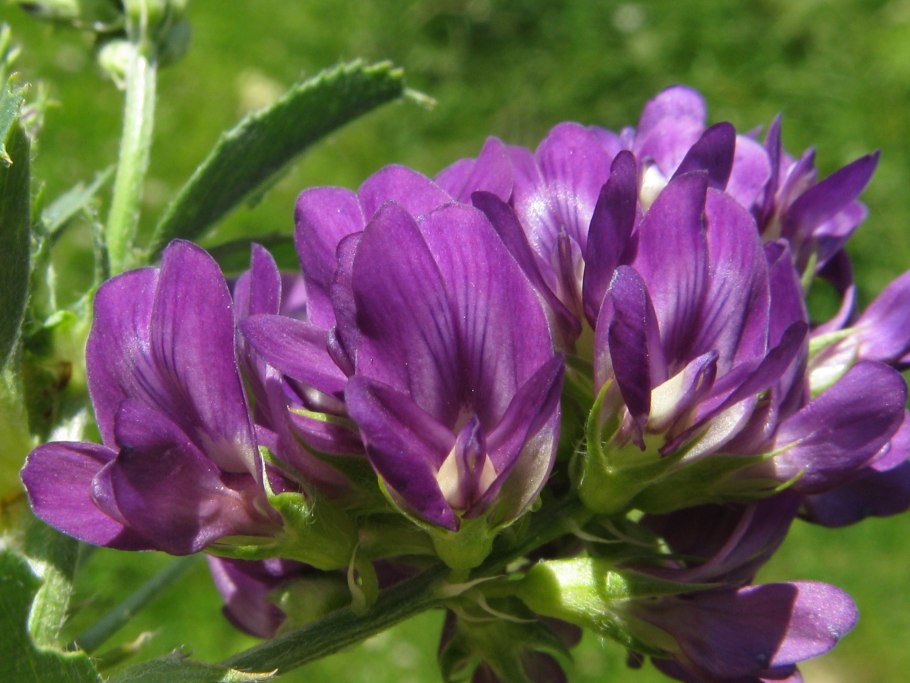 Растение люцерна