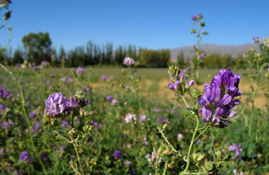 Люцерна бобовые