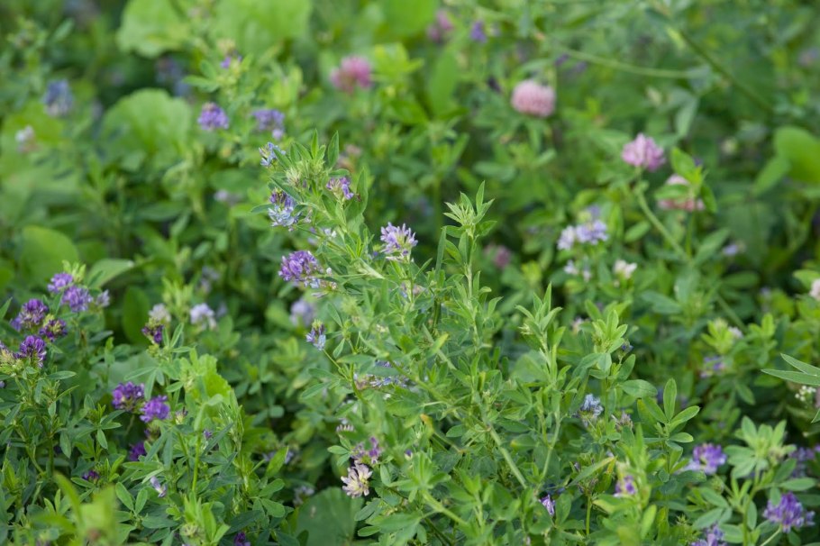 Люцерна для лошадей