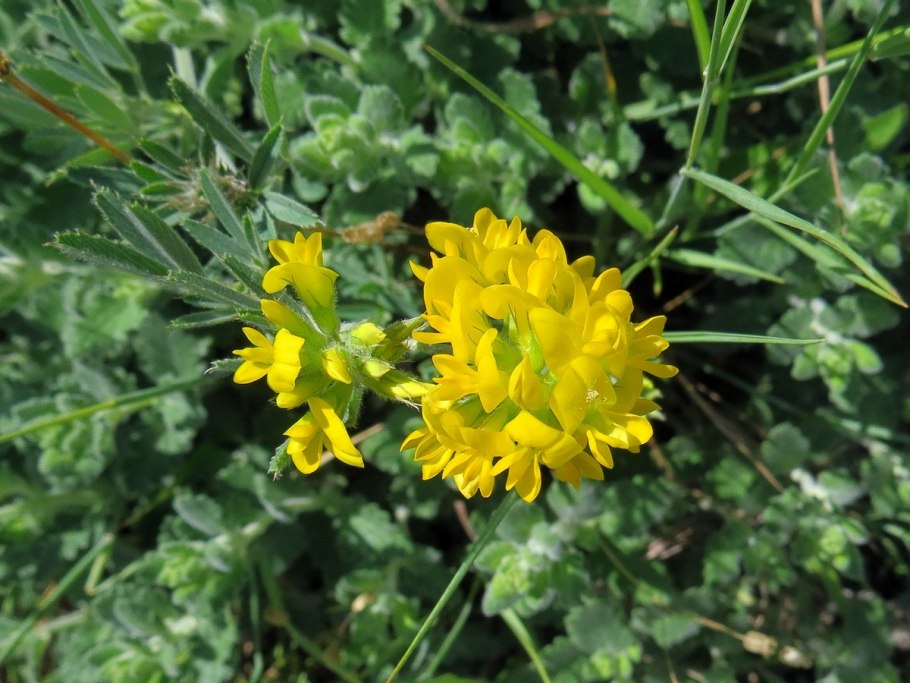 Дикая люцерна