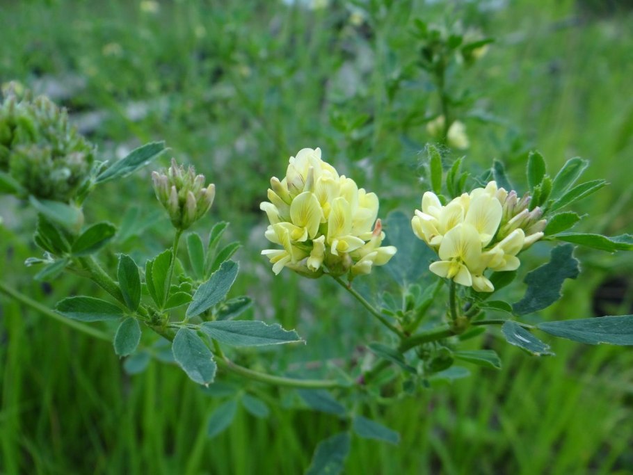 Люцерна синегибридная