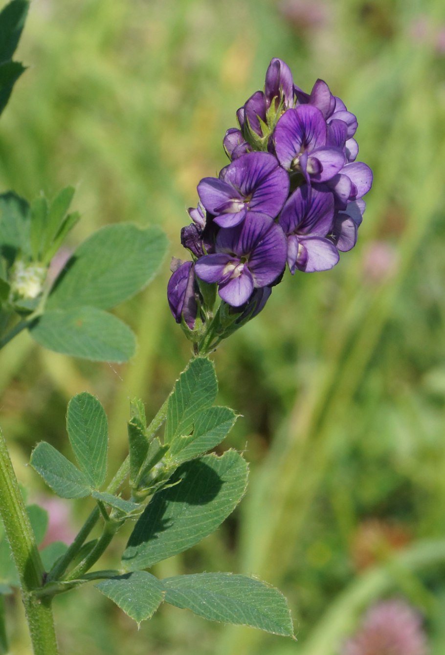 Люцерна посевная medicago sativa