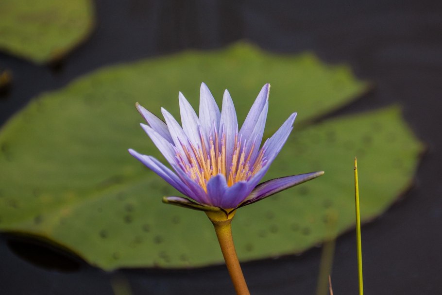 Порядок Nymphaeales