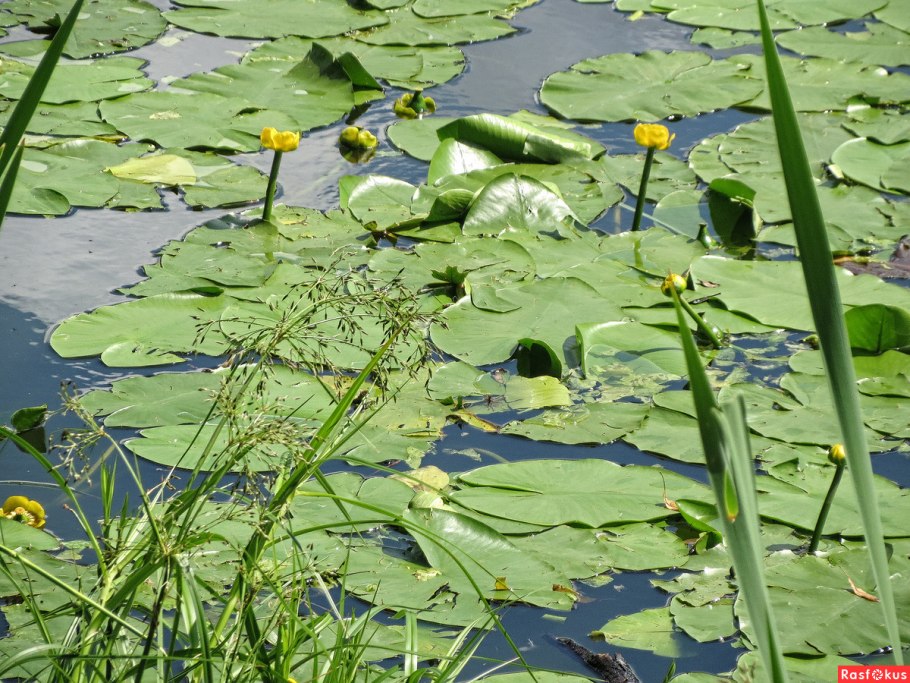 Кувшинка четырехугольная - Nymphaea Tetragona Georgi