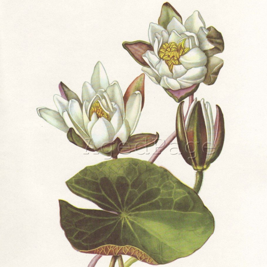 Nymphaea lotus ботаническая иллюстрация