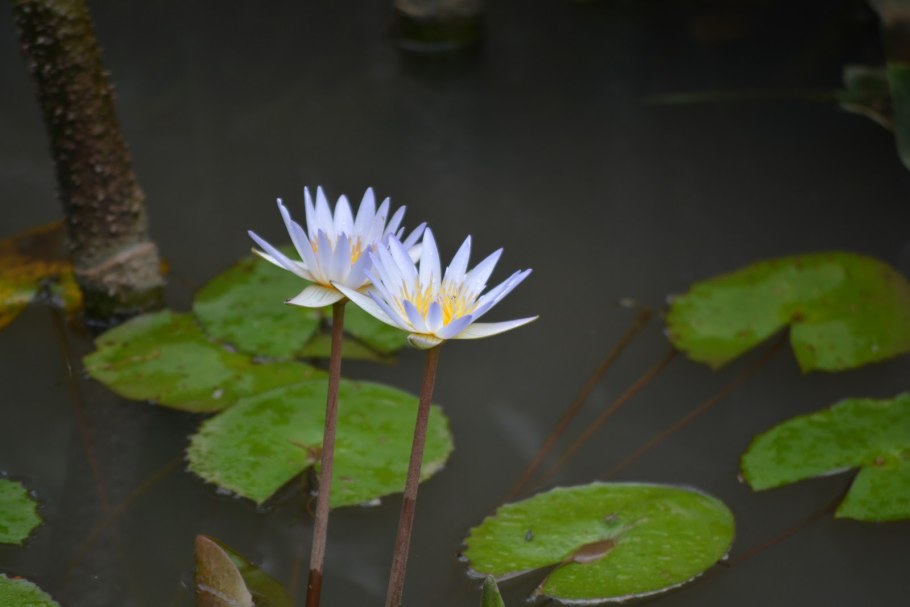 Кувшинка Nymphaea Albatross