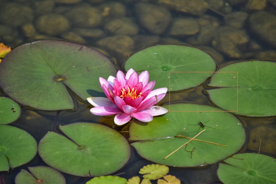 Нимфея Болотная