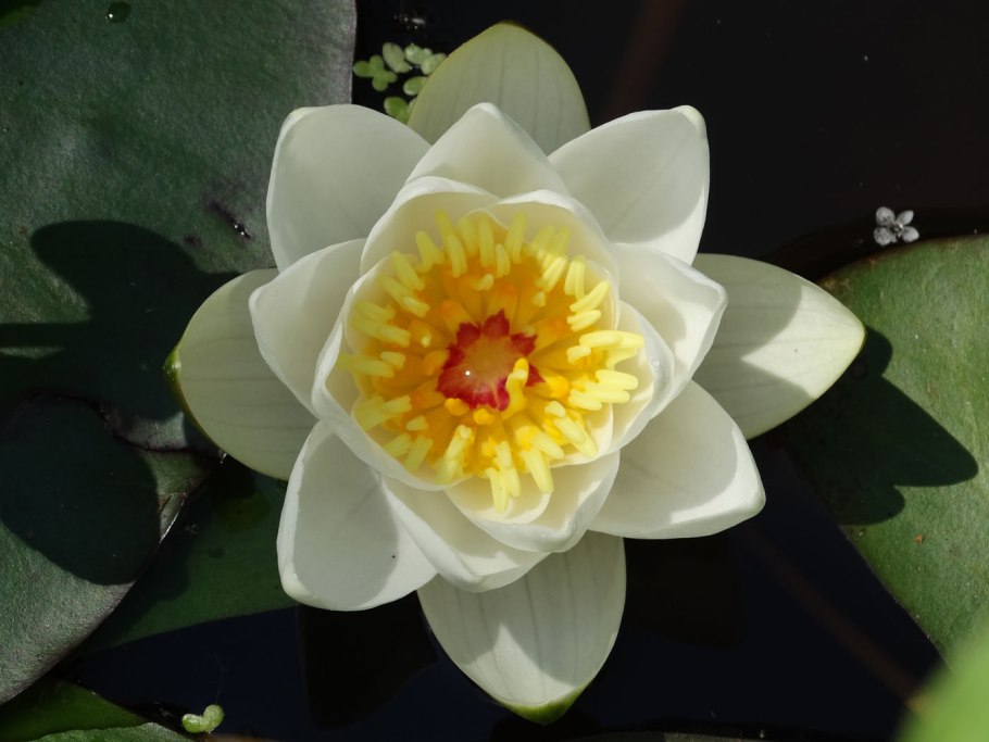 Нимфея Арсенсель